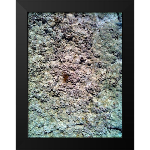 Coral Mussels II Black Modern Wood Framed Art Print by Grayscale