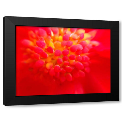 Flower Cluster I Black Modern Wood Framed Art Print by Grayscale