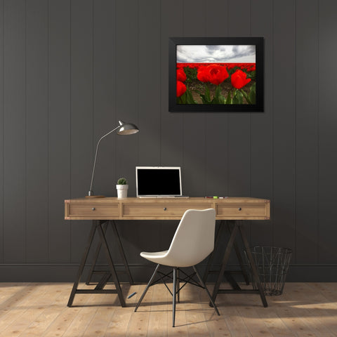 Red Tulip Field Black Modern Wood Framed Art Print by Grayscale