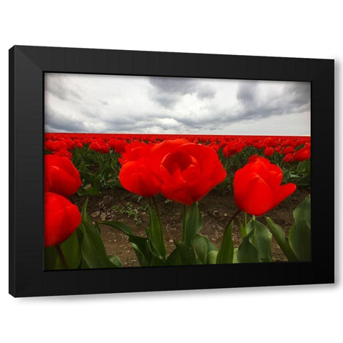 Red Tulip Field Black Modern Wood Framed Art Print by Grayscale