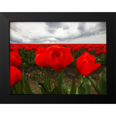 Red Tulip Field Black Modern Wood Framed Art Print by Grayscale