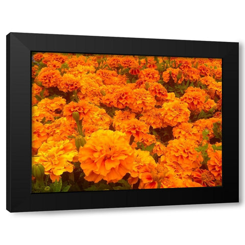 Chrysanthemums I Black Modern Wood Framed Art Print by Grayscale