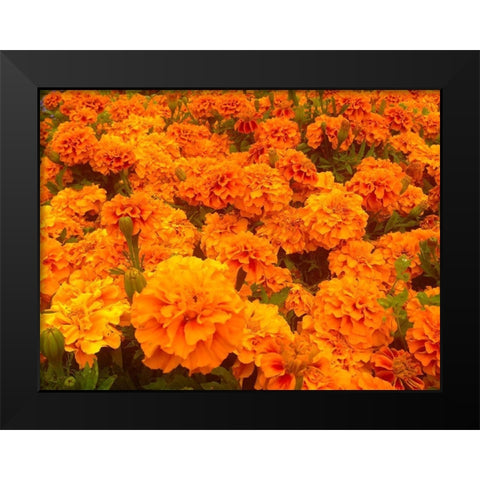 Chrysanthemums I Black Modern Wood Framed Art Print by Grayscale