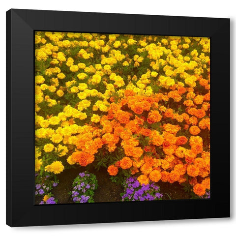 Chrysanthemums II Black Modern Wood Framed Art Print by Grayscale