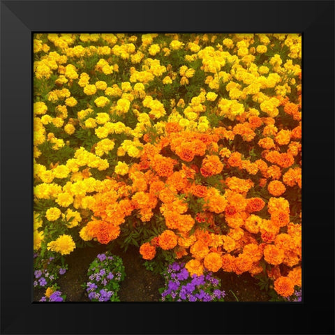 Chrysanthemums II Black Modern Wood Framed Art Print by Grayscale