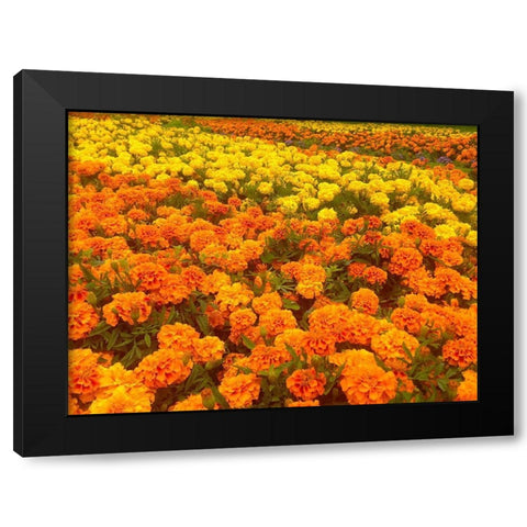 Chrysanthemums III Black Modern Wood Framed Art Print with Double Matting by Grayscale