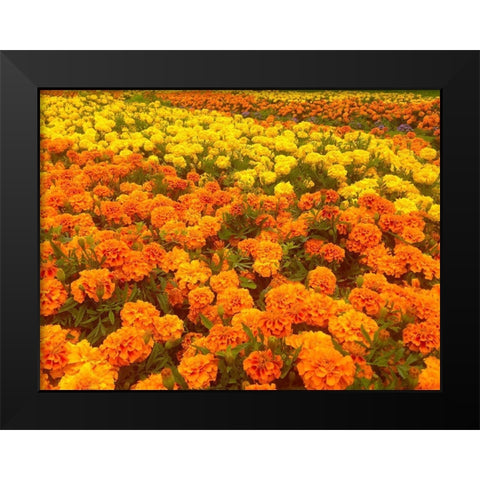 Chrysanthemums III Black Modern Wood Framed Art Print by Grayscale