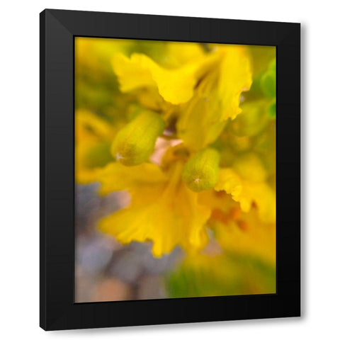 Yellow Wildflower II Black Modern Wood Framed Art Print with Double Matting by Grayscale