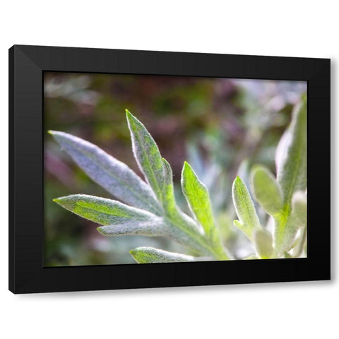 Silver Leaves I Black Modern Wood Framed Art Print with Double Matting by Grayscale