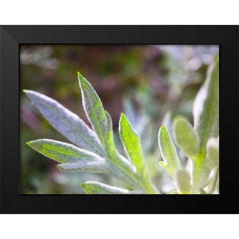 Silver Leaves I Black Modern Wood Framed Art Print by Grayscale