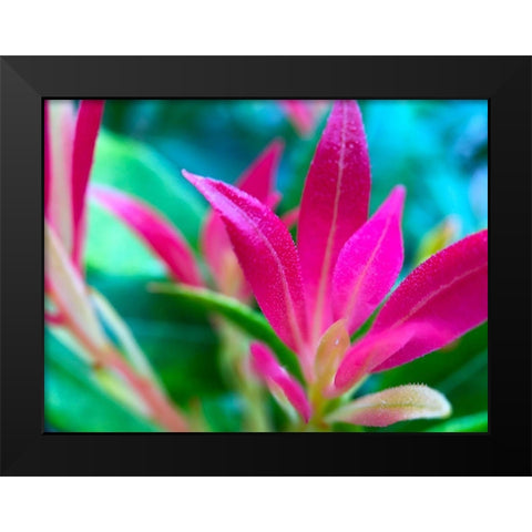 Pink Leaves I Black Modern Wood Framed Art Print by Grayscale