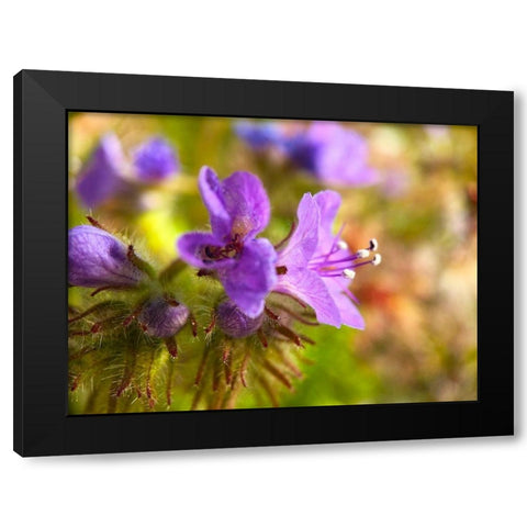Purple Fuzzy I Black Modern Wood Framed Art Print by Grayscale