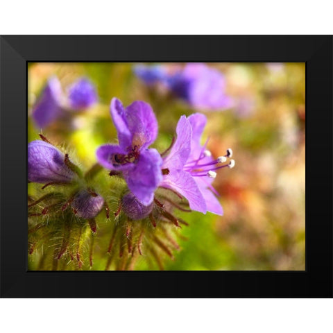 Purple Fuzzy I Black Modern Wood Framed Art Print by Grayscale