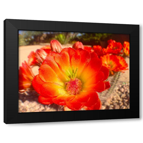 Hedgehogs I Black Modern Wood Framed Art Print with Double Matting by Grayscale