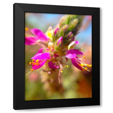 Exploding Buds I Black Modern Wood Framed Art Print with Double Matting by Grayscale