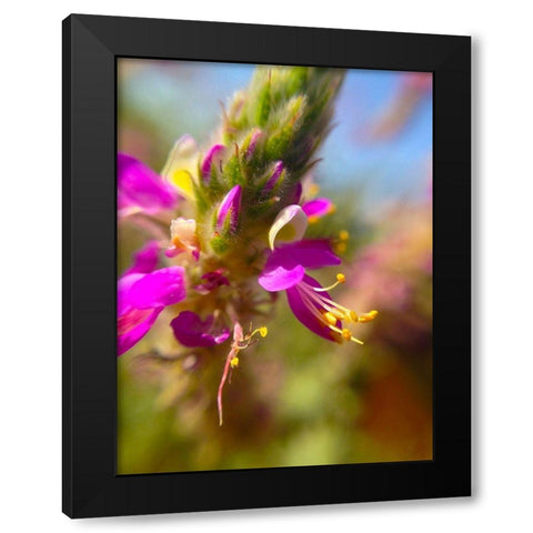 Exploding Buds II Black Modern Wood Framed Art Print with Double Matting by Grayscale