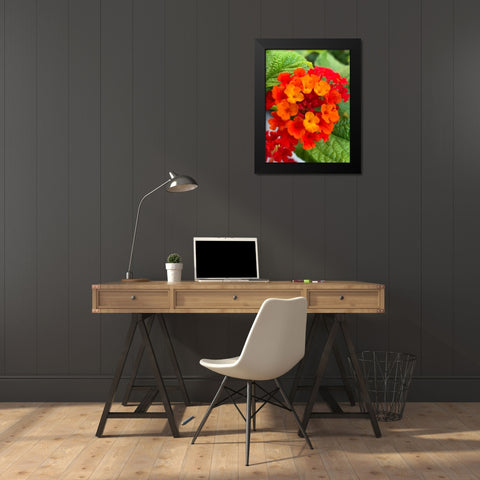 Lantana I Black Modern Wood Framed Art Print by Grayscale