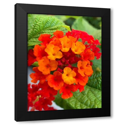 Lantana I Black Modern Wood Framed Art Print by Grayscale