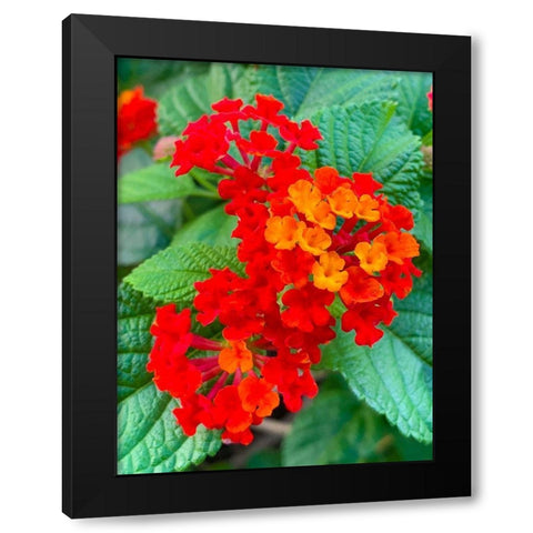 Lantana II Black Modern Wood Framed Art Print by Grayscale