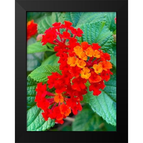 Lantana II Black Modern Wood Framed Art Print by Grayscale