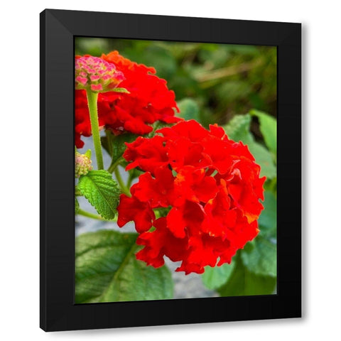 Lantana III Black Modern Wood Framed Art Print with Double Matting by Grayscale