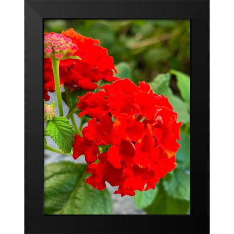 Lantana III Black Modern Wood Framed Art Print by Grayscale