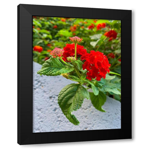 Lantana IV Black Modern Wood Framed Art Print by Grayscale