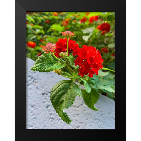 Lantana IV Black Modern Wood Framed Art Print by Grayscale