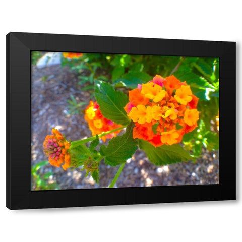 Lantana V Black Modern Wood Framed Art Print by Grayscale