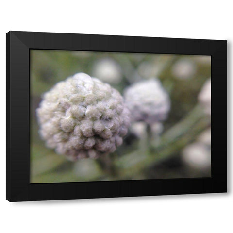 Silver Cluster I Black Modern Wood Framed Art Print with Double Matting by Grayscale