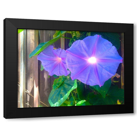 Morning Glory I Black Modern Wood Framed Art Print with Double Matting by Grayscale