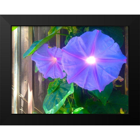 Morning Glory I Black Modern Wood Framed Art Print by Grayscale