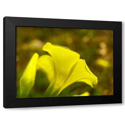 Yellow Wildflower III Black Modern Wood Framed Art Print by Grayscale