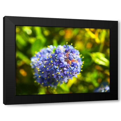 Onion Blooms I Black Modern Wood Framed Art Print by Grayscale