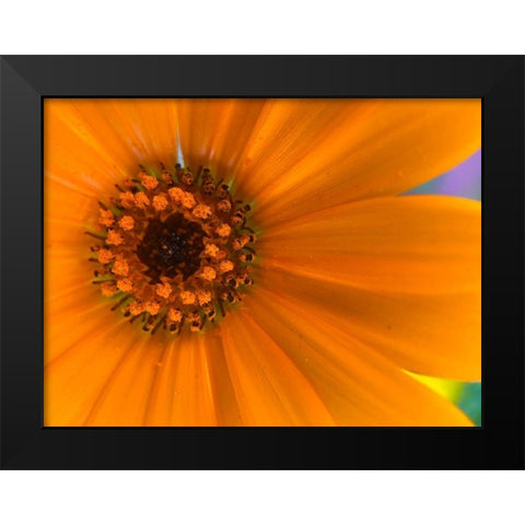 Orange Wildflower II Black Modern Wood Framed Art Print by Grayscale
