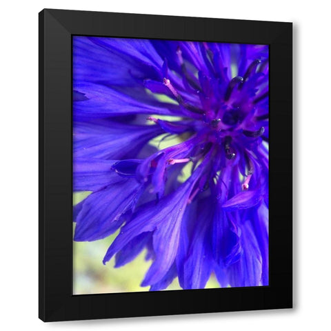 Purple Wildflower I Black Modern Wood Framed Art Print with Double Matting by Grayscale