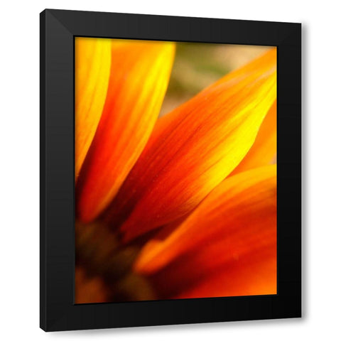 Orange Wildflower IV Black Modern Wood Framed Art Print with Double Matting by Grayscale