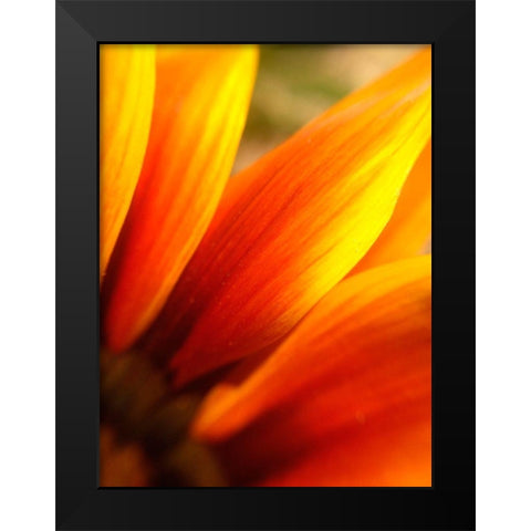 Orange Wildflower IV Black Modern Wood Framed Art Print by Grayscale