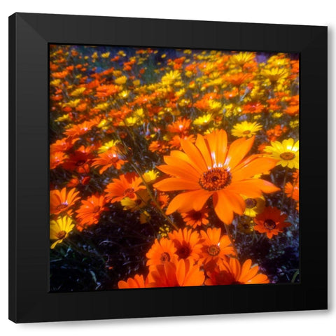 Wildflower Field I Black Modern Wood Framed Art Print by Grayscale