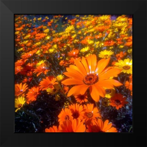 Wildflower Field I Black Modern Wood Framed Art Print by Grayscale