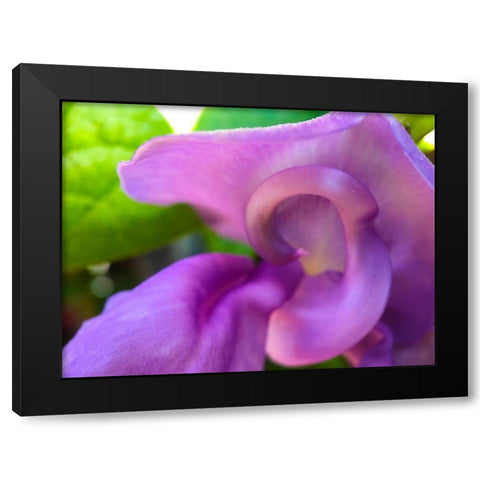 Snail Bloom II Black Modern Wood Framed Art Print by Grayscale