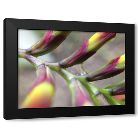 Spine I Black Modern Wood Framed Art Print by Grayscale