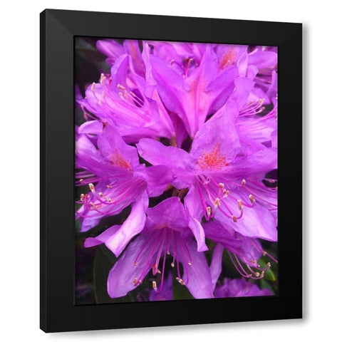 Purple Cluster I Black Modern Wood Framed Art Print by Grayscale