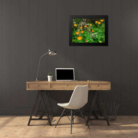 Orange Poppy Nest I Black Modern Wood Framed Art Print by Grayscale