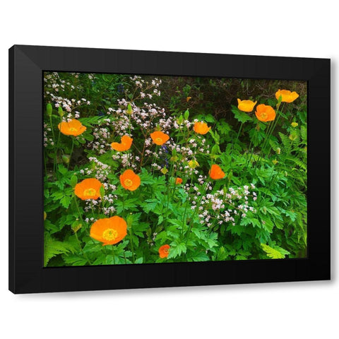 Orange Poppy Nest I Black Modern Wood Framed Art Print with Double Matting by Grayscale