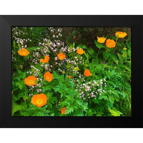 Orange Poppy Nest I Black Modern Wood Framed Art Print by Grayscale