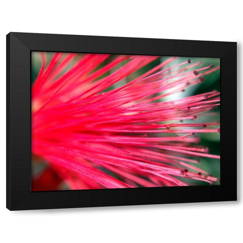 Spines II Black Modern Wood Framed Art Print with Double Matting by Grayscale