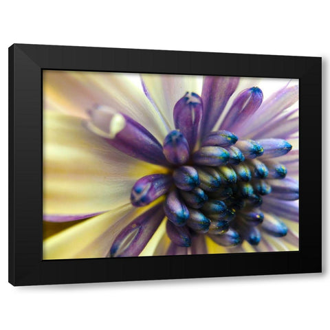 Bloom I Black Modern Wood Framed Art Print with Double Matting by Grayscale