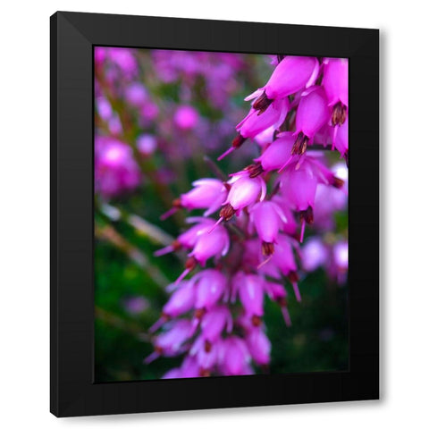 Pink Cluster II Black Modern Wood Framed Art Print with Double Matting by Grayscale