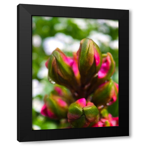 Flower Knot I Black Modern Wood Framed Art Print with Double Matting by Grayscale